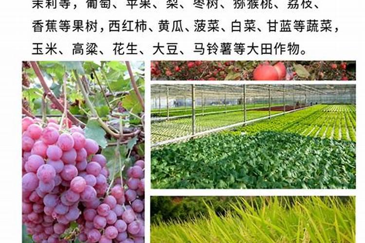 花卉微量元素缺乏症的防治