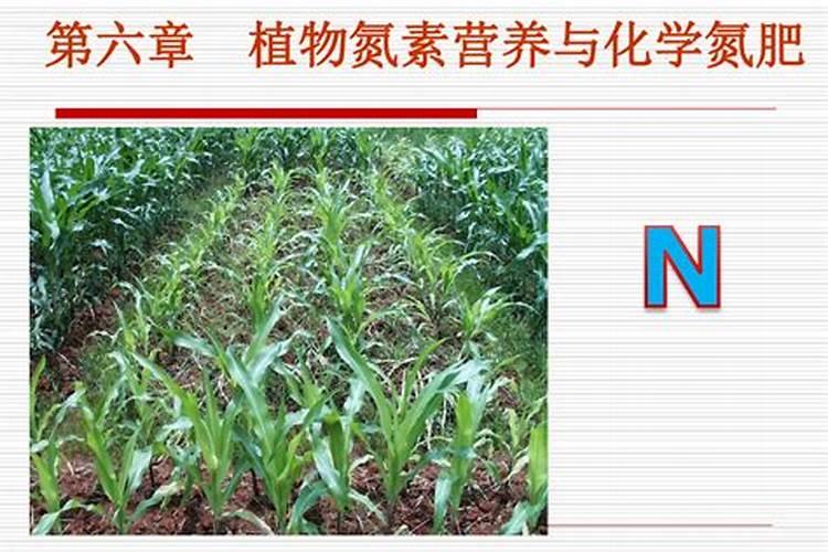 花营养液是氮肥吗还是氮肥？