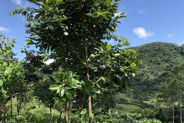 火力楠的培育秘籍：掌握珍贵树种的栽培管理之道