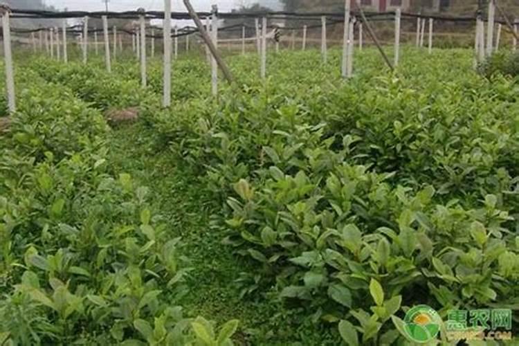 火力楠主要病虫害有哪些？如何有效防治火力楠病虫害？