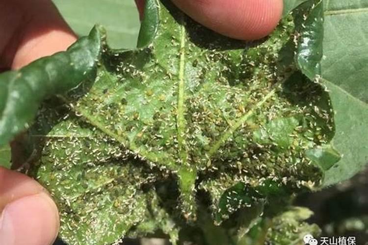 田园守护者：土豆蚜虫与豆角蚜虫的防治全攻略