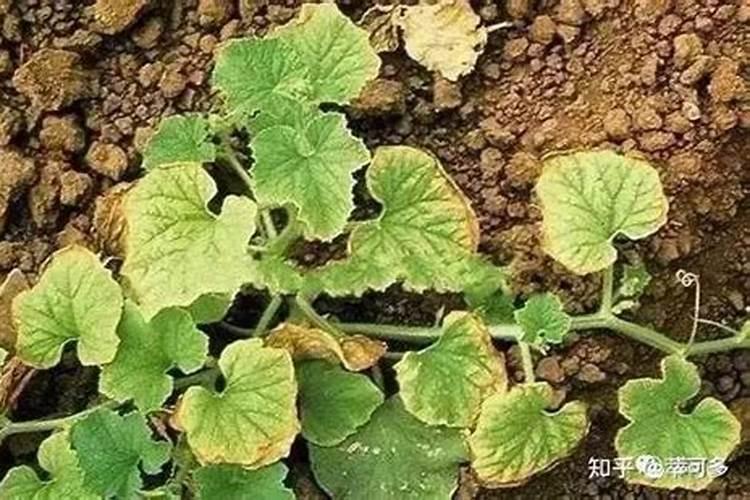 土豆缺肥都表现为什么症状呢？