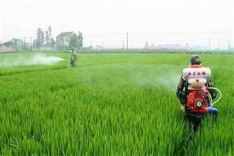 绿色守护：生物农药的正确施用之道