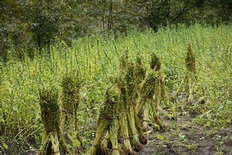 芝麻施肥全攻略：掌握技术要领，收获丰硕果实