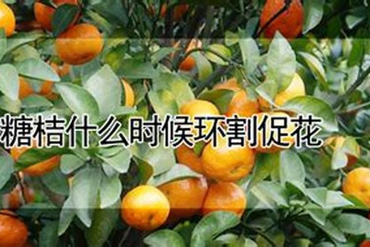 七龄沙糖桔树可进行环割促花吗？