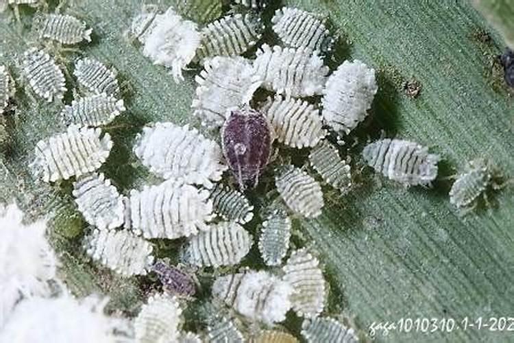 甘蔗绵蚜防治措施