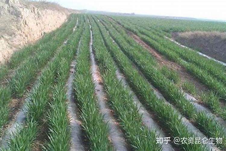 种小麦怎么施肥你知道吗