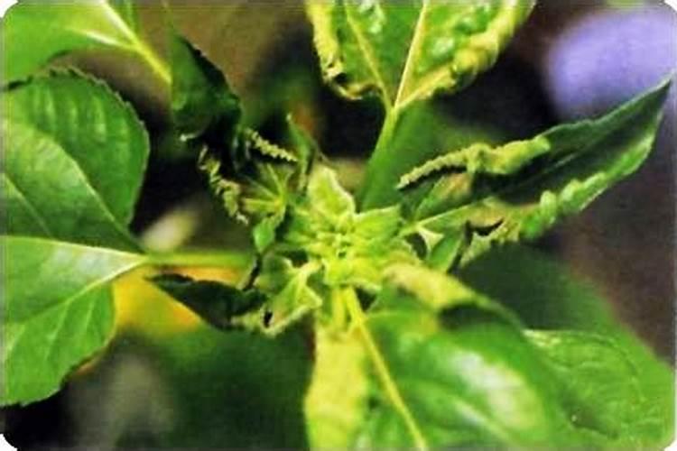 树木出现缺钙应该如何做防治措施？