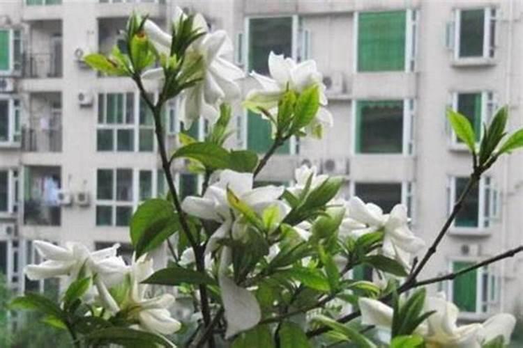 家里能不能种植栀子花（家里种栀子花好吗）？