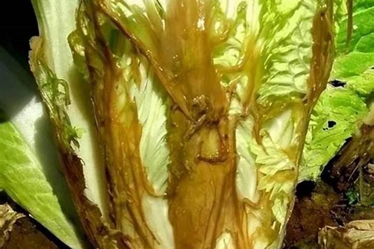 揭秘生菜软腐病的防治之道：有效策略与实践指南