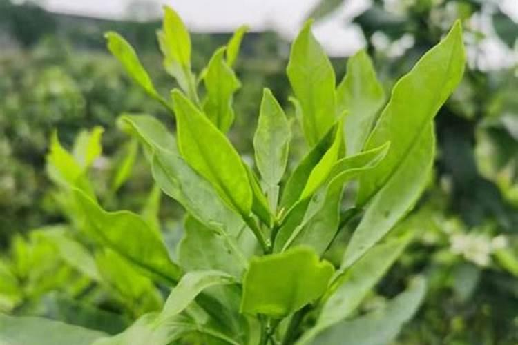 干旱天气可以喷施多效唑促花芽分化吗？