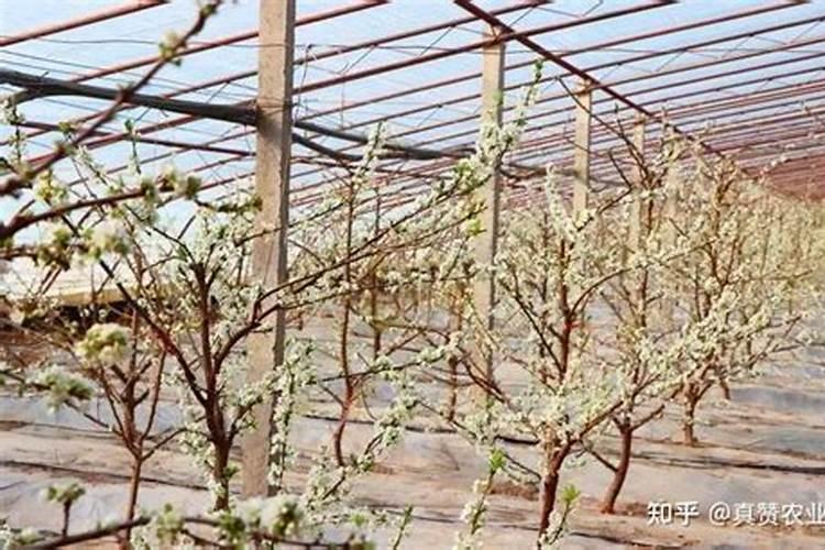 如何促进果树花芽分化