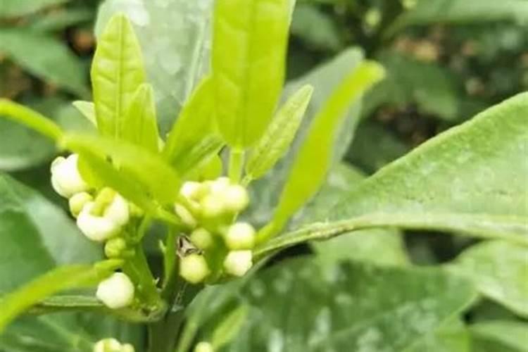 促进花芽分化的调节剂有那些什么可以促进花芽分化