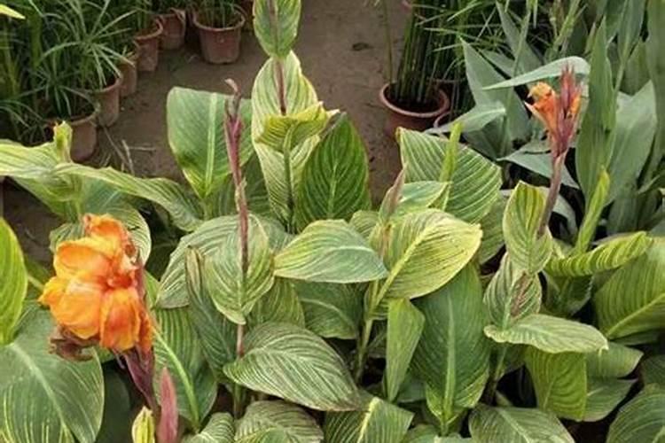 美人蕉花病虫害防治攻略：方法与药品全解析？