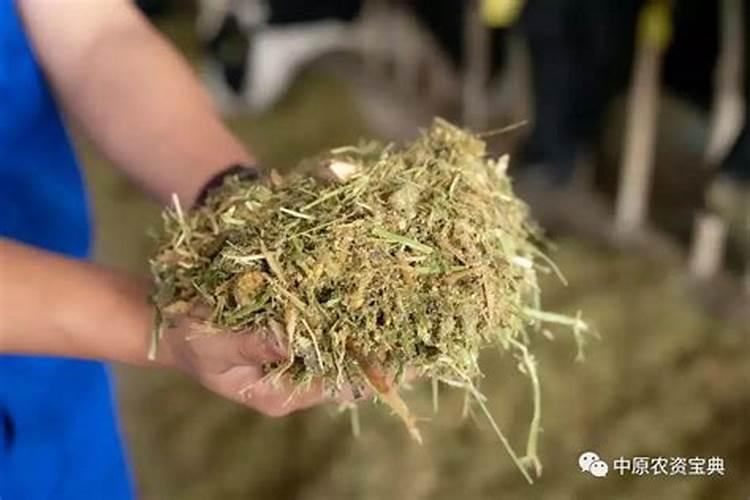 青贮玉米的调制技术