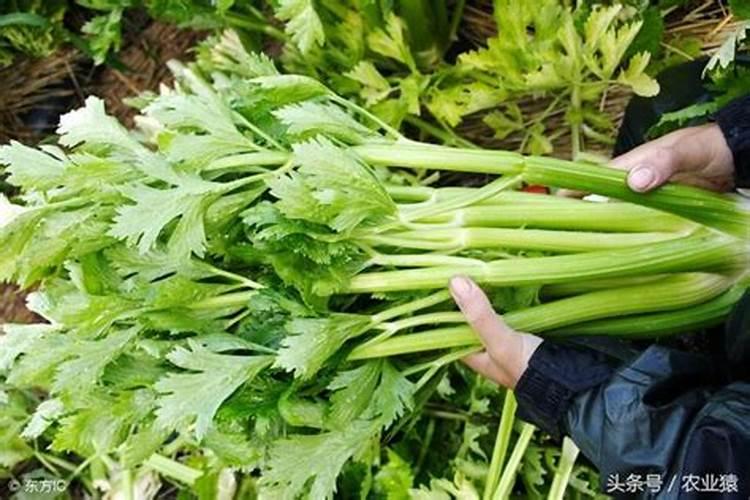 绿意盎然：掌握芹菜高产栽培技术的关键