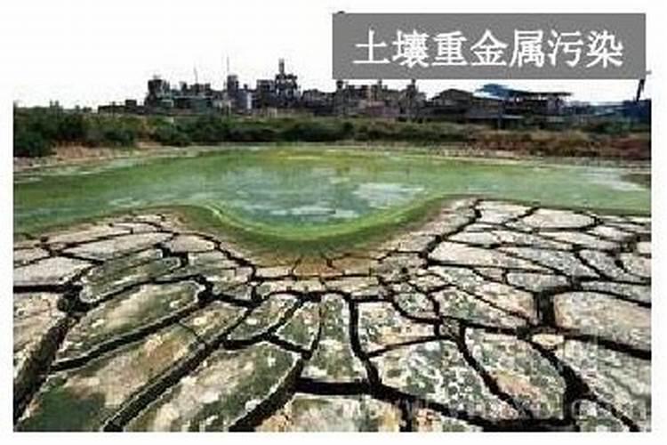 水稻重金属超标的原因