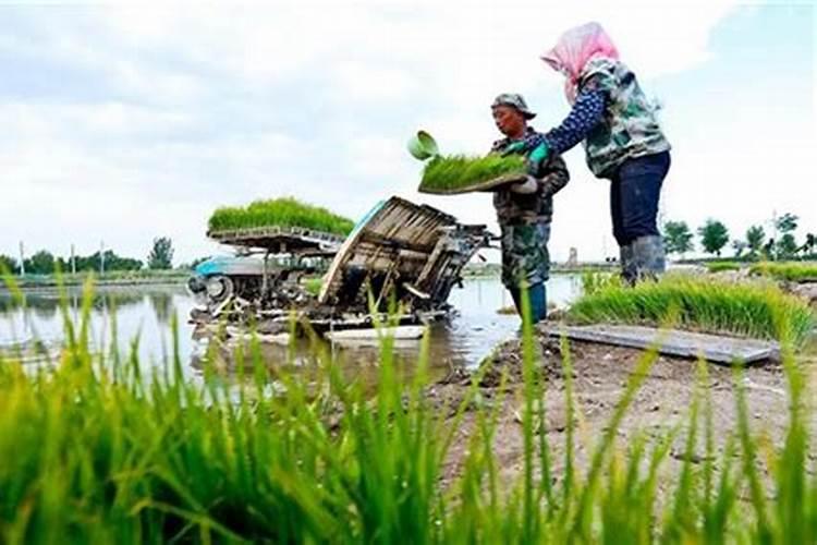 机插秧立苗差、漂秧多原因是什么？如何防止？