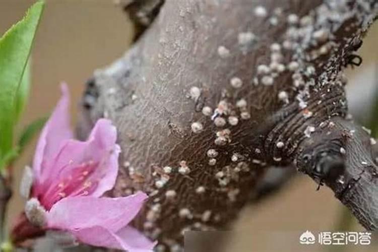 蚧壳虫怎样才能彻底消灭是什么原因导致的