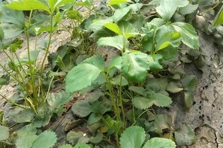 警惕绿意之下的隐患：11种植物调节剂药害症状解析