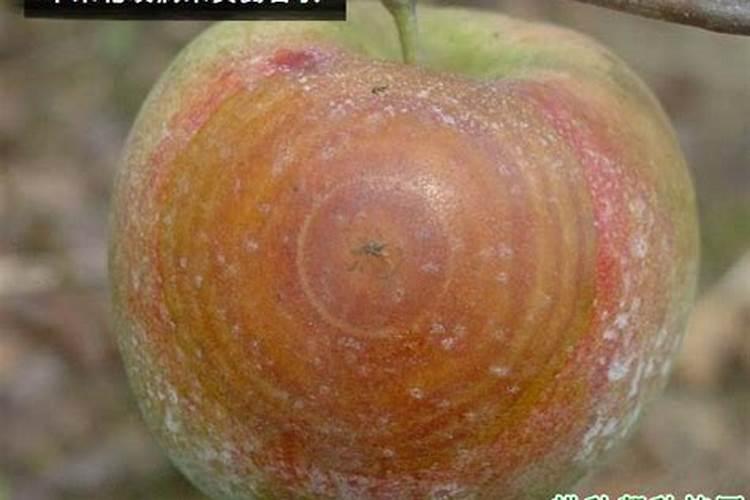 苹果轮纹如何选用药剂防治？