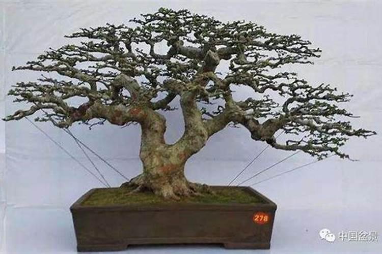 下山桩发芽一阵子又下垂是什么原因？