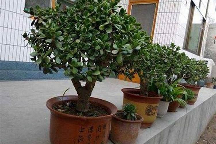 玉树临风，修剪成春：掌握玉树花的修剪艺术