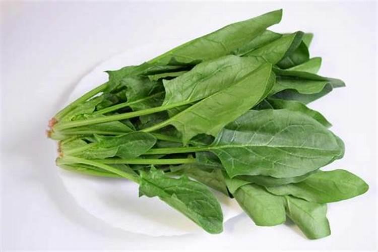 越冬菠菜的种植秘籍：技术要点与细节注意事项大揭秘