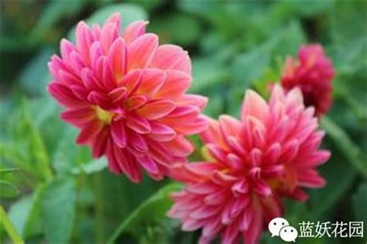 大丽花应怎样科学繁殖大丽花科学繁殖的方法