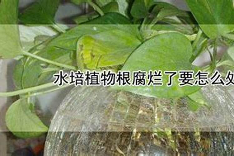 水养植物的根部腐烂要怎么处理