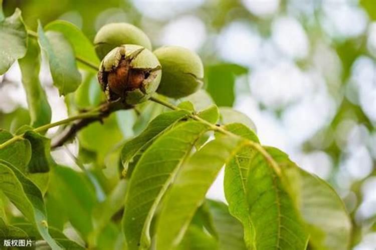掌握核桃种植的关键步骤：从选地到丰收的全面指南