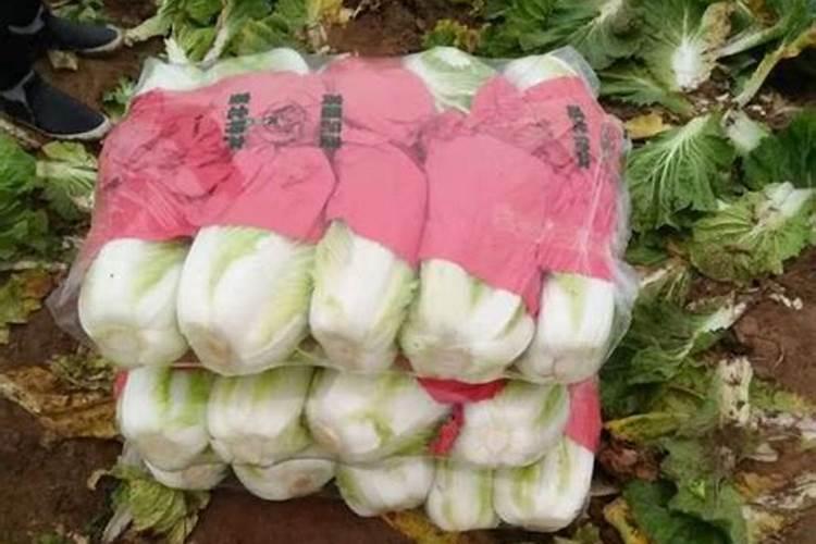 无公害绿菜花怎么种？