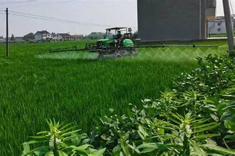 水稻穗期病虫害发生趋势及防治技术意见
