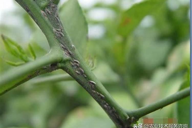柑橘矢尖蚧的防治技术？