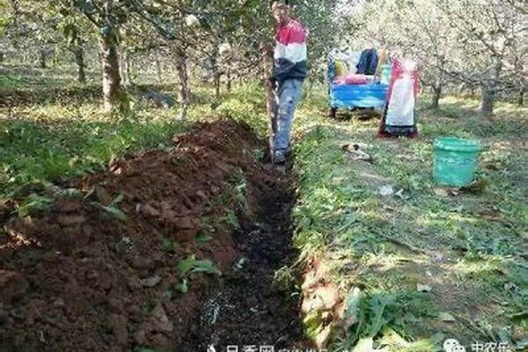 果园秋施基肥和明年花前施基肥有什么区别？
