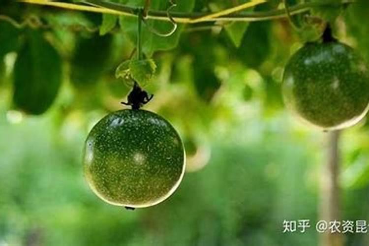 优质百香果增产需注意