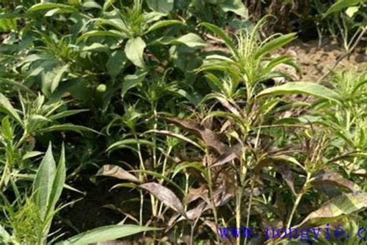 揭秘白术铁叶病：症状识别与防治策略