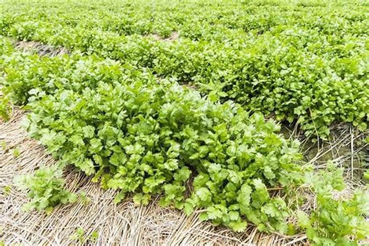 软籽石榴树能喷什么叶面肥最好？