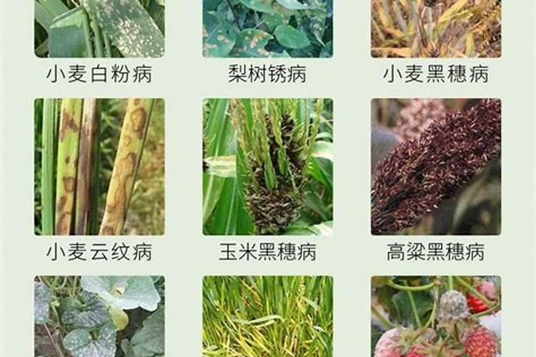 三唑酮在多肉植物预防保护中的科学运用？