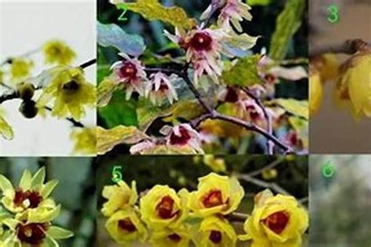三种梅花常见害虫防治