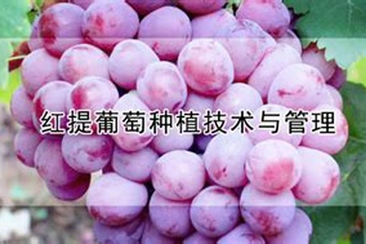 红提葡萄出土管理技术