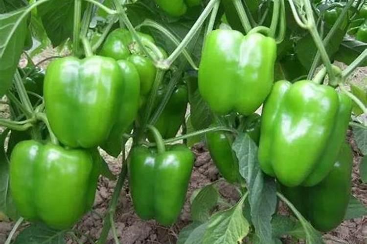 夏季甜椒花开果实保卫战：策略与措施全方位解析