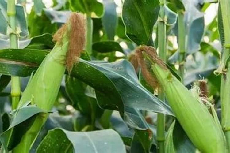 水改旱玉米栽培的特点及技术措施？