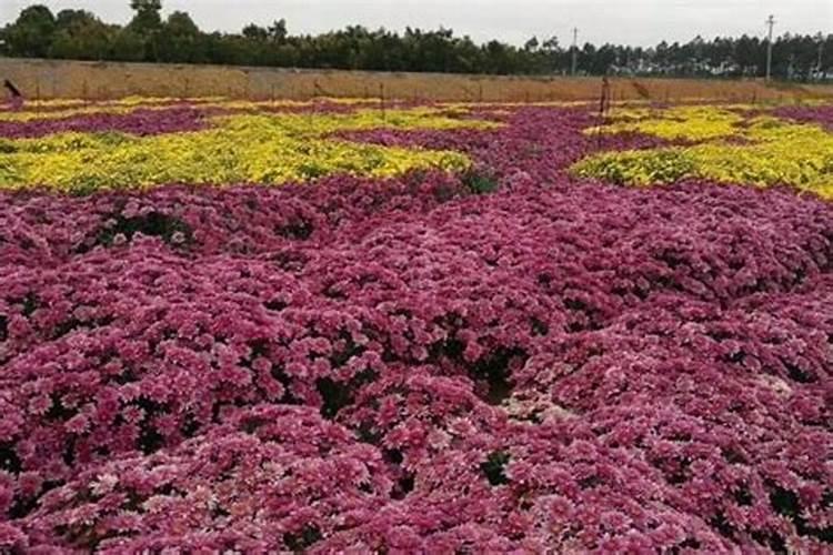 年宵切花菊的病虫害防治与农药应用
