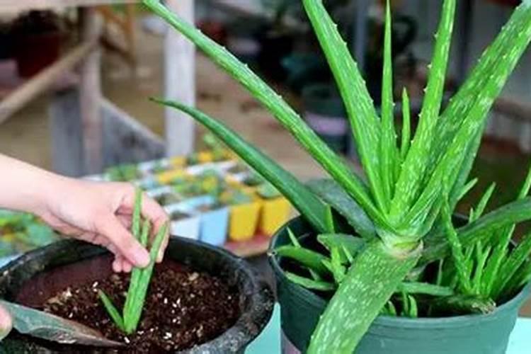 掌握多叶芦荟的养殖秘诀：绿意盎然的生活从此开始？