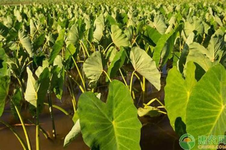 香芋的栽植技术：掌握关键步骤，收获甘甜滋味