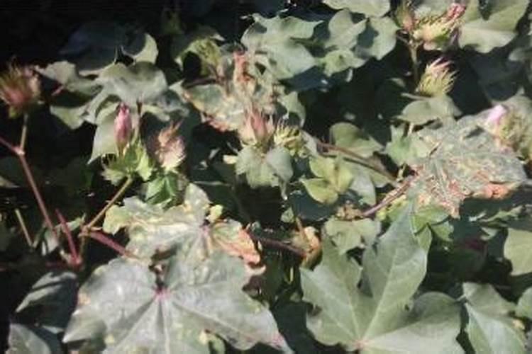 守护绿意盎然：花椰菜黄萎病的药剂防治策略