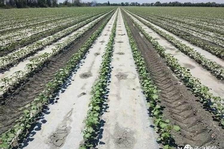 绿色织梦：掌握棉花叶部喷肥的关键时期