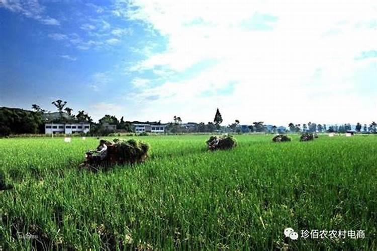 揭秘肥料生产：许可证的必要性与规范之道
