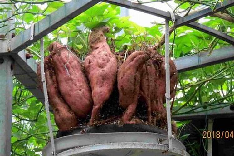 家中绿意盎然：无土栽培红薯的艺术